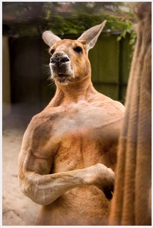 Khi nói đến những anh chàng động vật cơ bắp thì không thể bỏ qua chàng kangaroo cơ bắp này. Con vật có tên là Dave, thân hình nở nang cùng những thớ thịt chắc nịch khiến các chàng kangaroo khác luôn phải dè chừng khi có tranh chấp với nó.