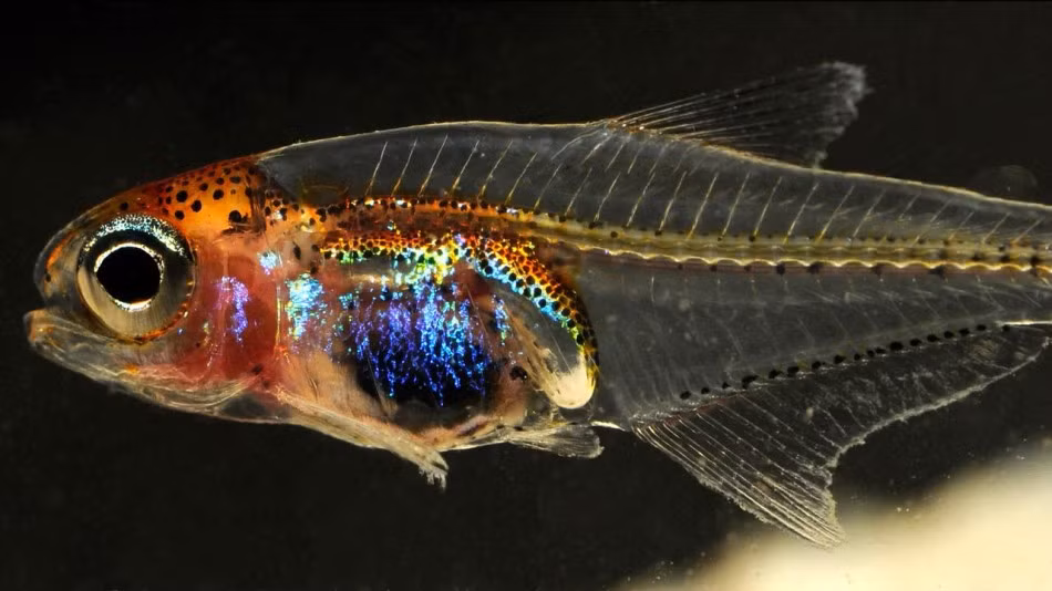 Cá trong suốt Cyanogaster noctivaga, loài cá lạ lùng này được tìm thấy ở Rio Negro, Brazil. Chiều dài tối đa của loài cá trong suốt này chỉ lên đến 1,7cm. Ngoài phần đầu màu mè, phần thân của con cá này hoàn toàn trong suốt nhìn thấy cả cấu trúc xương.