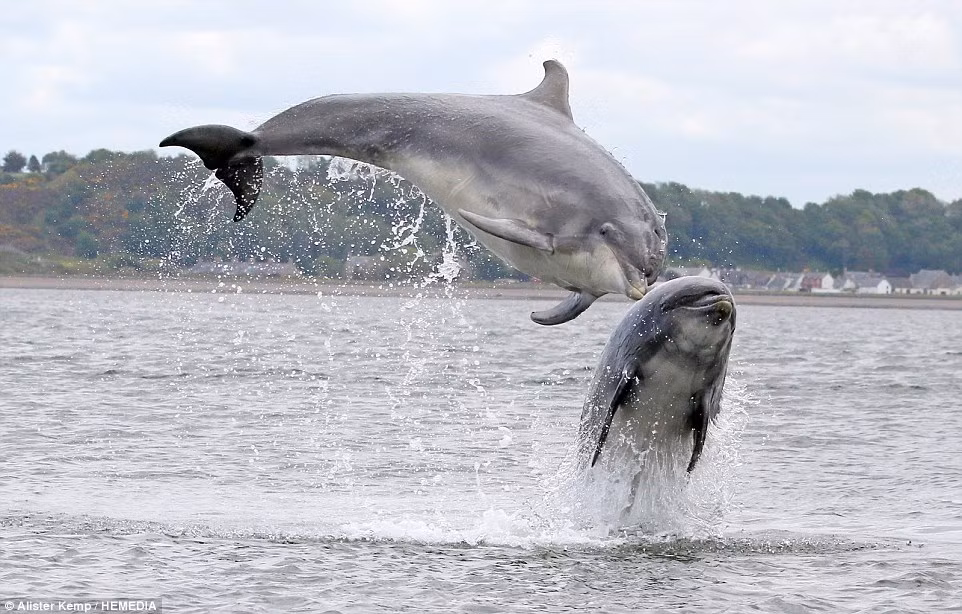 Khu vực Chanonry Point, nhìn ra Moray Frith ở cao nguyên Scotland là một trong những nơi tốt nhất tại Anh để chộp được những khoảnh khắc cá heo chơi đùa. Cá heo là một trong những loài động vật thông minh nhất hành tinh, hành động nhào lộn khỏi mặt nước đôi khi được coi là một hình thức giao tiếp nhưng đôi khi đó cũng chỉ là một hình thức vui chơi, giải trí của chúng.