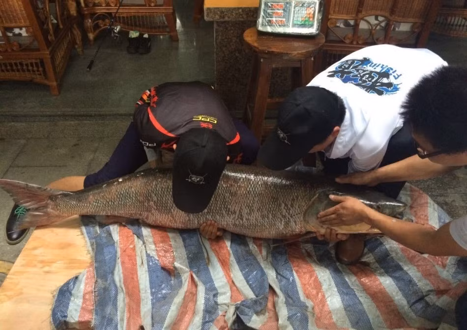 Mấy phút sau, con cá quẫy dường như đã mệt, Lưu Thần thu dây, tuy nhiên khi vừa thu, con cá lại quẫy mạnh. Hơn một tiếng giằng co, con cá vẫn không ngừng chống cự.