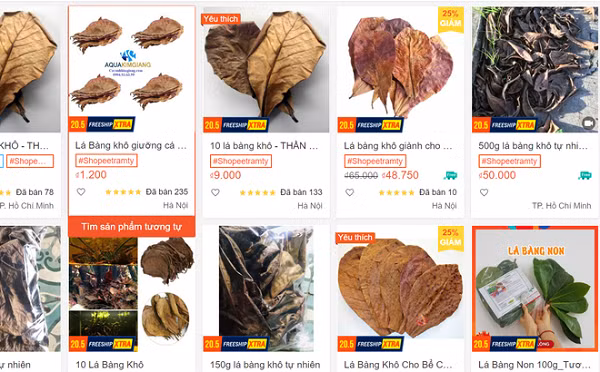 Những tưởng lá bàng khô là một thứ không có giá trị, chỉ đem vứt đi nhưng thời gian gần đây, sản phẩm này lại đang được rao bán rầm rộ trên trang thương mại điện tử tại Việt Nam. Điều bất ngờ hơn cả là lá bàng khô lại có giá đắt đỏ khi được đồn là ''thần dược'' cho cá cảnh.