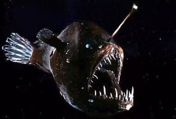 Loài cá này được tìm thấy ở những vùng nước sâu. Hành vi giao phối của cá Anglerfish được miêu tả khá kỳ quái, phù hợp với hình ảnh trong những bộ phim kinh dị.