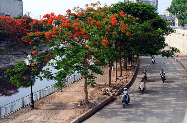 Nhiều người lo ngại việc trồng cây ở các dải phân cách, lề đường,... sẽ gây nguy hiểm cho người đi đường nếu gặp thời tiết bất lợi. Đó là chưa tính những cây liên tục mất rễ vì những lần đào đường, sửa vỉa hè, hay phần địa chất bên dưới không ổn định.