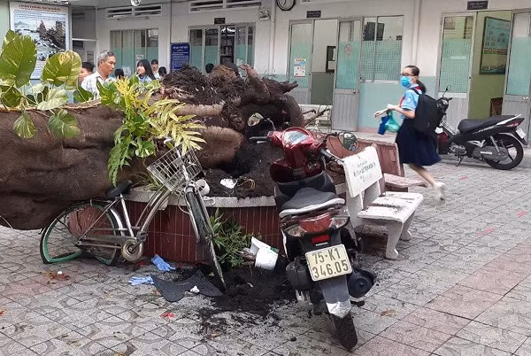 Chưa kể, phượng vĩ có hệ rễ rất lớn nên cũng cần có diện đất rộng rãi để phát triển. Trong khi các khuôn viên công cộng như trường học, công viên với nền đất đã bê tông hóa, không gian sống của hệ rễ cây xanh bị thu hẹp, làm đứt đoạn sinh trưởng của rễ, có nguy cơ cây phượng dễ ngã đổ hơn.