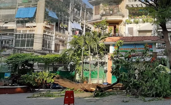 Thân cây cũng có đặc tính giòn và dễ gãy dù gặp phải những tác động không có lực không quá mạnh. Do đó, nếu không thường xuyên theo dõi tình trạng cây để kịp thời thay thế những cây già hoặc cây có dấu hiệu bị mục thì rất dễ tiềm ẩn các nguy cơ về các tai nạn bất ngờ.