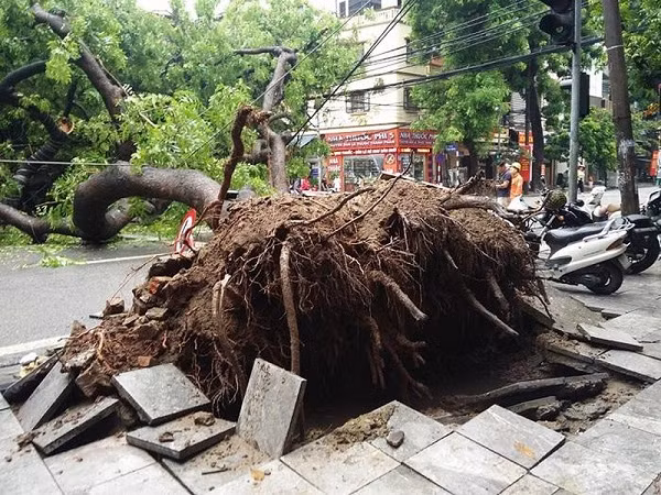 Một trường hợp cây xà cừ cổ thụ bật gốc, đổ ngang trên phố Nguyễn Hữu Huân, khiến 4 căn nhà bị ảnh hưởng, một taxi hư hỏng nhẹ.