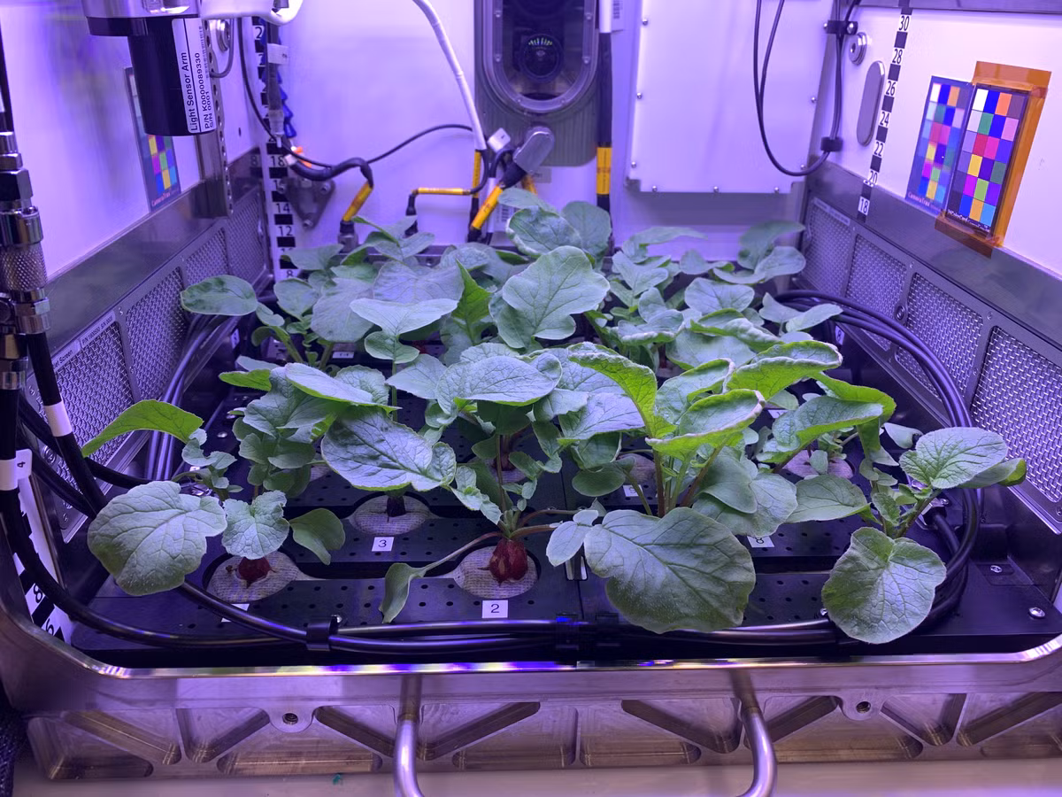 Thí nghiệm mang tên Plant Habitat-02 (PH-02) là dự án lần đầu tiên NASA trồng cải củ ở không gian ngoài Trái đất.