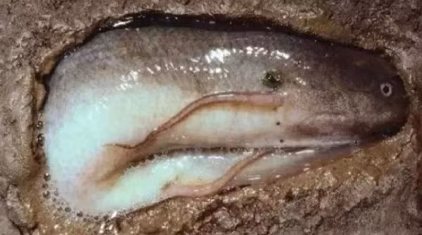 Thậm chí nó còn chủ động rơi vào trạng thái "ngủ đông" trong suốt mùa khô hạn và khi ấy quá trính trao đổi chất sẽ chỉ bằng 1/60 khi bính thường.