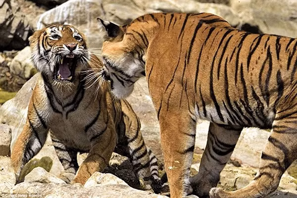 Hổ đánh nhau vì tranh giành lãnh thổ, quyền sở hữu con mồi hoặc đôi khi là tranh giành bạn tình.