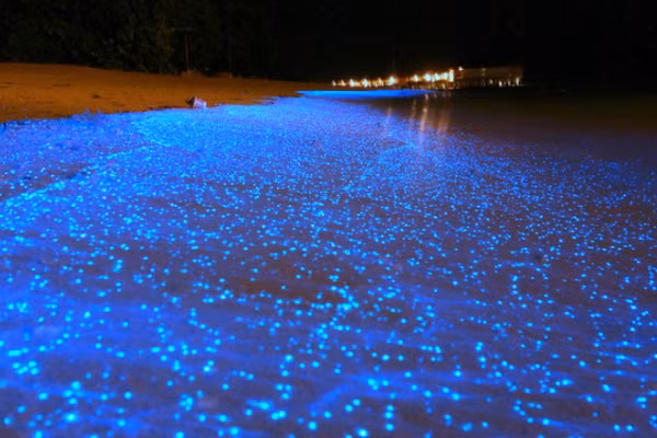 Khách du lịch đến với một số vùng biển như Maldives hay Toyama (Nhật Bản),...đều tỏ ra thích thú khi được chứng kiến nước biển phát sáng xanh. Thực chất, hiện tượng xảy ra do các sinh vật phù du, tảo phát sáng khi bị tác động. Thanh Hóa: “Đám mây tận thế” là chuyện bình thường | VTC1. Nguồn: Youtube