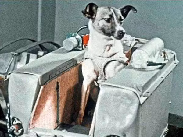 Một trong những chú chó huyền thoại của nhân loại - Laika là động vật sống đầu tiên của Trái Đất bay vào không gian. Chú chó hoang tại Moskva (Nga) được phát hiện có tố chất trở thành "phi hành gia" như khả năng sinh tồn cao, thông minh, nhanh nhẹn...