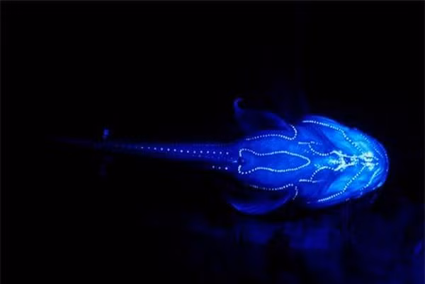 Cá Porichthys notatus có cơ quan phát sáng ở da với 700 điểm tỏa ra màu xanh vô cùng độc đáo.