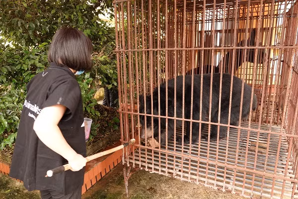 Ba cá thể gấu ngựa được một chủ nuôi gấu tại xã Hải Xuân, huyện Hải Hậu tự nguyện giao nộp cho Nhà nước từ cuối tháng 3/2020, được Hạt kiểm lâm Giao Xuân Hải chăm sóc tạm thời. Hiện tại đã được đưa về Trung tâm Cứu hộ Gấu Việt Nam, tại Vườn quốc gia Tam Đảo, tỉnh Vĩnh Phúc.