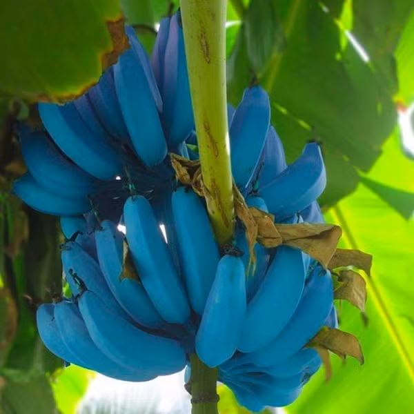 Không chỉ là một loại trái cây có màu sắc siêu độc đáo mà chuối xanh nước biển Blue Java của Hawaii còn khiến người ta bất ngờ với hương vị được mô tả là rất giống vani.