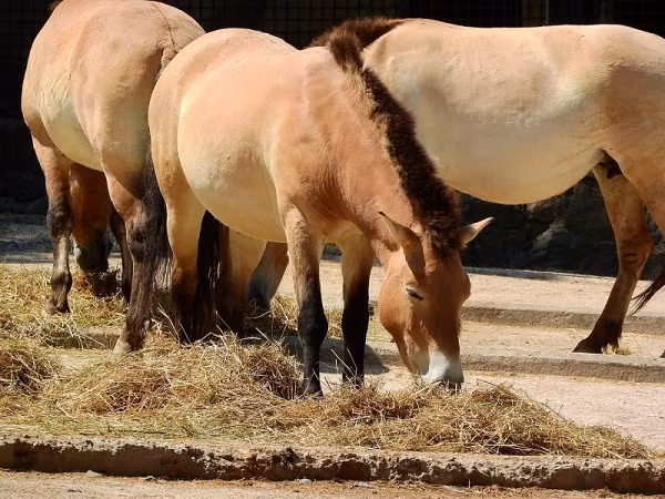 Ngựa hoang Mông Cổ hay còn gọi là ngựa hoang Przewalski chính là là tổ tiên của giống ngựa lùn Mông Cổ mới được trang bị riêng cho Đoàn Cảnh sát Cơ động kỵ binh Việt Nam. Loài ngựa này được xếp vào nhóm có nguy cơ tuyệt chủng trong thiên nhiên tuy nhiên nhờ khả năng chịu khắc nghiệt cực tốt nên sau khi tái thả vào tự nhiên ngựa hoang Mông Cổ vẫn còn duy trì tới hiện nay.