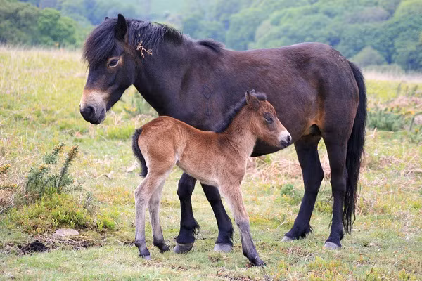 Ngựa Exmoor là một giống ngựa có nguồn gốc từ quần đảo Anh, hình dáng tương tự như của các giống ngựa tích nghi với thời tiết lạnh khác và hiện được The Livestock Conservancy đưa vào tình trạng "bị đe dọa''. Giống này gần như tuyệt chủng sau Thế Chiến II vì bị sử dụng để làm mục tiêu nghiên cứu hoặc làm thịt cho đến khi được lai tạo trở lại vào những năm 1950.