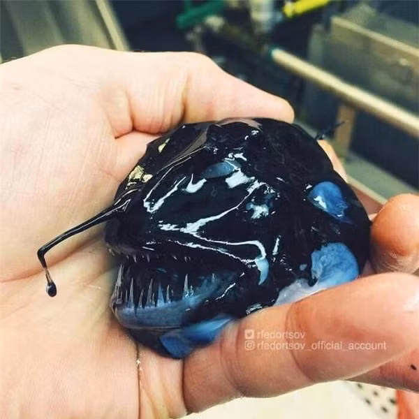 Roman muốn hé lộ cho mọi người góc nhìn mới về đại dương cũng như những con cá ''quái vật'' tưởng chừng như không tồn tại nhưng lại có thật.