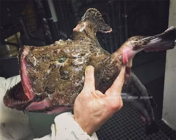 Không rõ đây là loài cá gì nhưng cái miệng to lớn cùng hàm răng sắc nhọn của nó như đủ sức nuốt trọn cả thế giới.