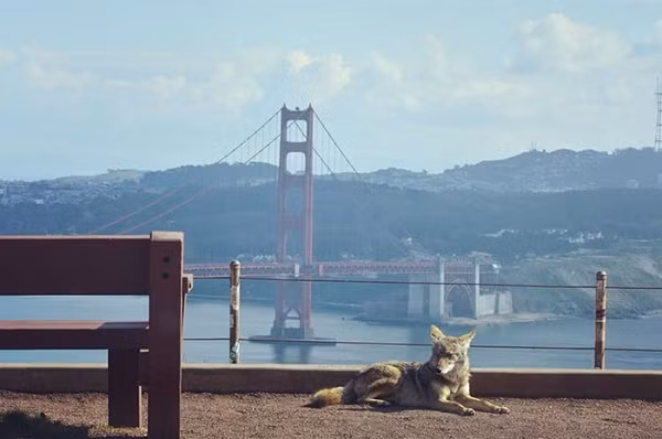 Bức ảnh chụp một con sói ở San Francisco dưới ống kính zoom từ trong xe của nhiếp ảnh gia