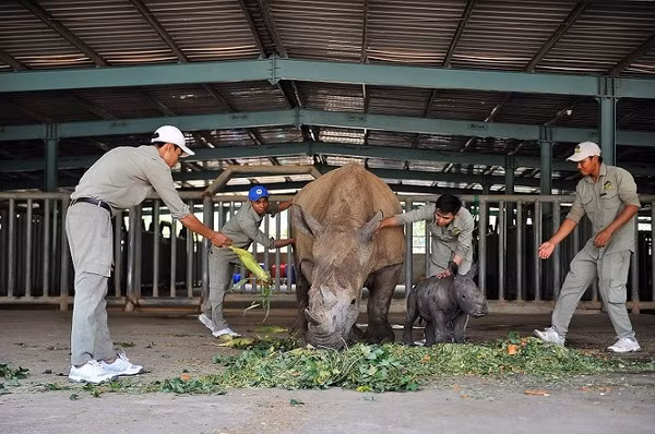 Tê giác trắng châu Phi là động vật sống ở đồng cỏ và rừng hoang mạc. Đây là một trong số những loài có nguy cơ tuyệt chủng trong môi trường hoang dã.