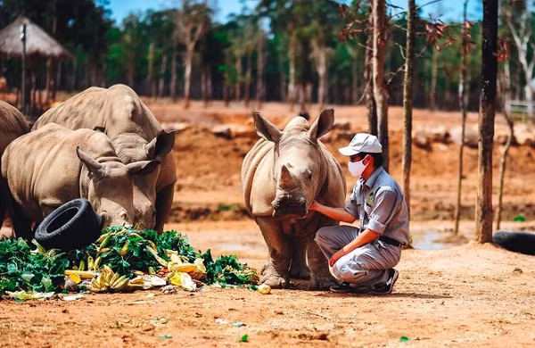 Sau gần 1 năm, Matata và Cà phê đã trở thành những thanh niên cường tráng, đạt trọng lượng 600 - 700 kg. Chúng vô cùng nghịch ngợm nhưng cũng đầy tình cảm, lại thường xuyên...làm nũng.