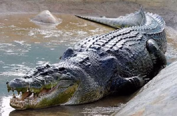 "Thực đơn" của cá sấu Caiman đen rất đa dạng, bao gồm cả...con người. Theo dữ liệu tấn công của cá sấu trên toàn thế giới (The Worldwide Crocodilian Attack Database (CrocBITE)) của Đại học Charles Darwin (Úc) cho biết đã ghi nhân 83 vụ cá sấu đen tấn công con người từ năm 1981 đến 2017 với 27 vụ chết người.