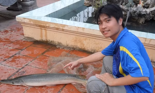 Đây không phải lần đầu tiên loài cá này được người dân phát hiện. Trước đó tại Bắc Giang trong khi tát hồ, người dân nơi đây bắt được con cá hỏa tiễn có chiều dài khoảng 1 mét, nặng khoảng 10kg.