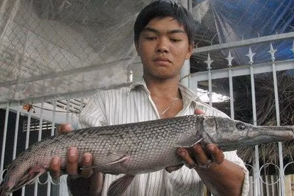 Người dân tại thị trấn Cái Vồn, Bình Minh, Vĩnh Long cũng từng xôn xao, đổ xô đến nhà anh Nguyễn Thành Nhàn để tận thấy con cá sấu hỏa tiễn có vẩy như rắn, còn đầu thì giống cá sấu.
