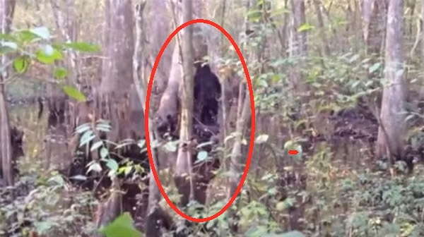 Josh Highcliff là một trong những thợ săn không may mắn bắt gặp quái vật Bigfoot khi đi săn trong tư gia của mình vào năm 2013. Vì quá sợ hãi, anh đã đăng tải đoạn phim lên YouTube để yêu cầu nhận dạng sinh vật này.