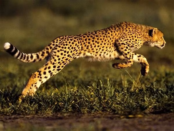 Báo Cheetah hay báo săn - ''ông hoàng tốc độ'' trên mặt đất, có kỹ năng chạy rất nhanh và có thể đạt tốc độ tối đa 120 km/h. Dáng người thanh mảnh, đôi chân dài là ưu điểm giúp chúng có thể phi nhanh đến vậy.