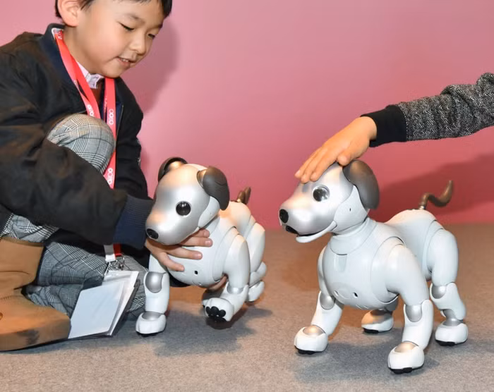 Tại Sony Show diễn ra tại Hà Nội cuối năm 2019 vừa qua, chú chó Aibo này cũng xuất hiện và thu hút sự chú ý của nhiều người. Trong số đó, có không ít người đã từng là những cô cậu bé từng mê mẩn Aibo phiên bản đầu tiên.