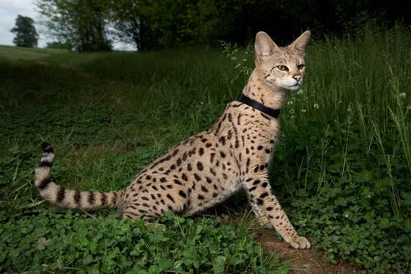 Mèo Savannah được rất nhiều người mê thú cưng tìm nuôi với giá không hề rẻ. Loài vật lai này là kết quả của quá trình lai giữa loài mèo Serval và mèo nhà, rất thân thiện và thông minh.