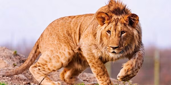 Leopon - loài vật vô cùng khỏe mạnh và to lớn, là con lai của báo và sư tử. Chúng vẫn mang bộ bờm lông của sư tử nhưng cơ thể thì có nhiều đốm như báo.
