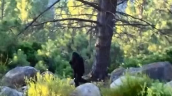 Đoạn video tương đối rõ nét có tên ''ngày Độc Lập'' cho thấy một con Bigfoot to lớn đang đi bộ trong rừng. Tuy nhiên người ghi hình và địa điểm quay chính xác vẫn chưa được xác định.