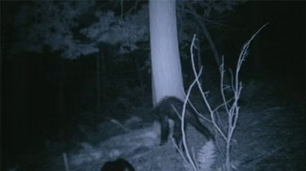 Một trong những bức ảnh rùng rợn nhất ghi lại lần xuất hiện của quái vật chân to Bigfoot.Vào năm 2007, thợ săn Rick Jacobs đã gắn camera giấu kín trên cây trong Rừng Quốc gia Pennsylvania để theo dõi sự tồn tại của sinh vật bí ẩn này.