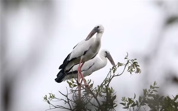 Đây là loài cò thuộc nhóm R+, cực kỳ quý hiếm, có trong sách đỏ Việt Nam. Ảnh: dulichlungngochoang