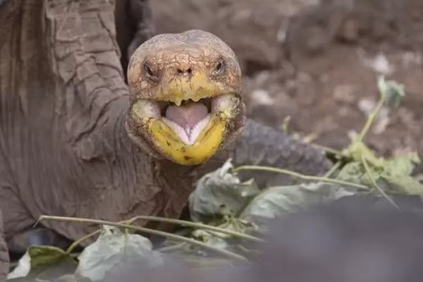 Ông Jorge Carrion, giám đốc công viên quốc gia Galapagos cho biết:"Diego đã làm rất tốt công việc duy trì nòi giống, nhưng giờ có lẽ nó cần phải nghỉ ngơi".