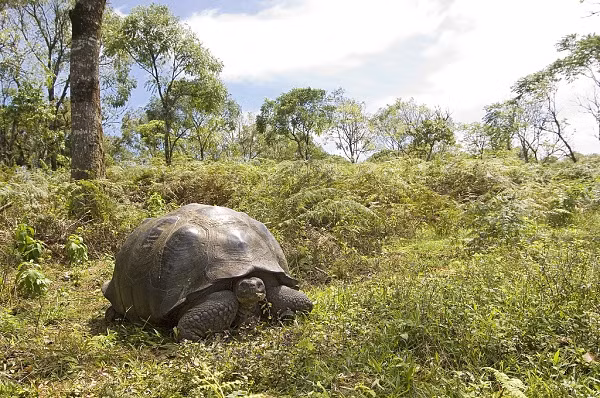 Rùa Galapagos hay Rùa khổng lồ Galapagos là loài rùa cạn còn sống lớn nhất và là một trong 10 loài bò sát còn sống nặng nhất thế giới.