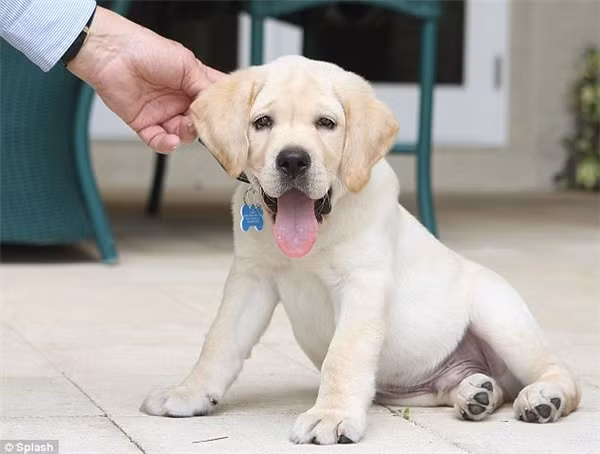 Sir Lancelot Encore là một trong những giống chó đắt đỏ nhất thế giới bởi nó được sinh ra nhờ nhân bản vô tính. Chú chó hiếm hoi này có giá 155.000 USD.