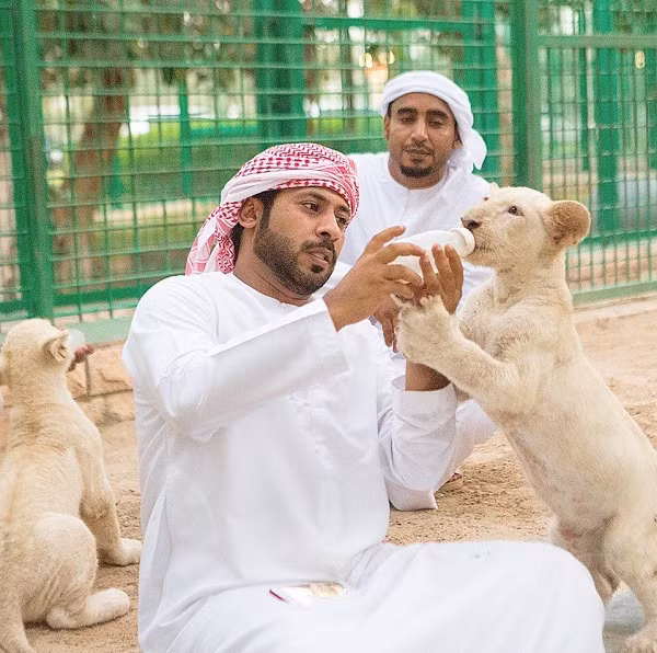 Hổ, báo đốm hay sư tử trắng là những loài thú cưng quen thuộc của giới siêu giàu Dubai. Sư tử trắng là loại biến dị di truyền cực hiếm, chỉ tìm thấy ở một số khu bảo tồn động vật hoang dã tại Nam Phi, có mức giá vào khoảng 130.000 USD/con.