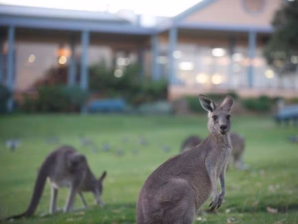 Choi golf cung 300 con kangaroo tai Australia-Hinh-2