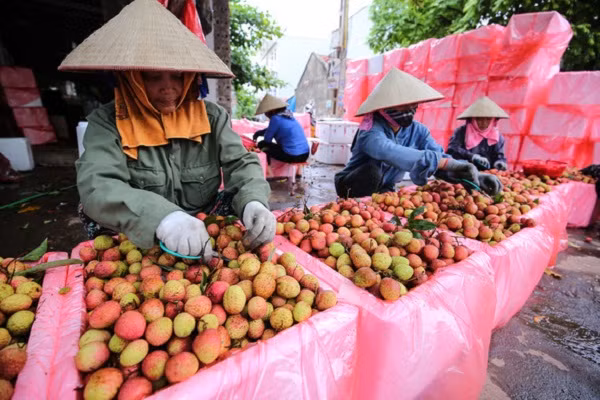 Đến nay chất lượng vải các vùng vải đều đạt các yêu cầu khắt khe của nhà nhập khẩu, hơn nữa vải xuất khẩu còn trải qua quy trình xử lý, làm sạch và đóng gói vô cùng nghiêm ngặt và tỉ mỉ.