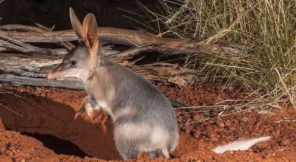 Chuột Greater Bilby, hay chuột đất chịu nóng giỏi bậc nhất hành tinh khi có thể sống tại khu vực có mức nhiệt 69,4 độ C.