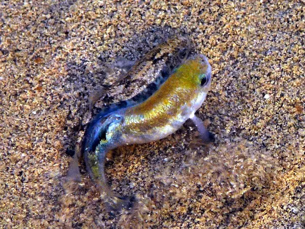 Các loại cá pupfish sống ở những con suối có nhiệt độ nước bằng 37,7 độ C, hay suối nước nóng El Pandeño lên tới 45,5 độ C chảy trên sa mạc Chihuahuan. Trong khi cá bighead pupfish sống tại các suối nước nóng ở Baños de San Diego, Mexico, nơi có nhiệt độ nước bằng 43,8 độ C.