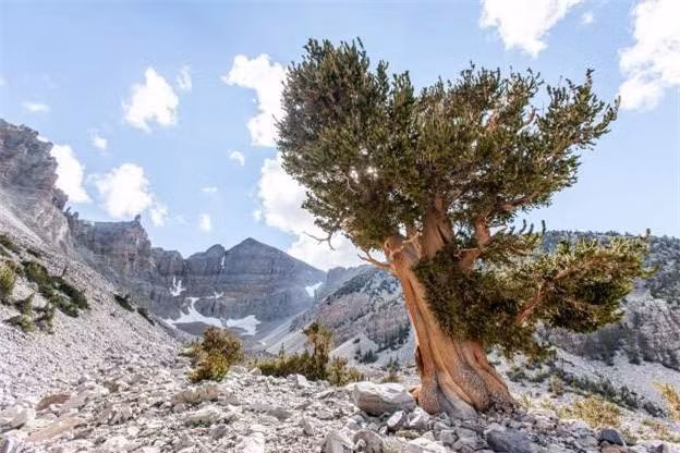 Sa mạc Great Basin ở Mỹ, nằm dọc các bang Nevada, California, Oregan, Idaho và Utah. Sa mạc này được tạo nên từ những lòng chảo (Basin) nhỏ. Đây là một sa mạc lạnh, nằm ở độ cao 3.962m, cho phép du khách có thể trải nghiệm tuyết rơi và thời tiết của các vùng núi vào những tháng mùa đông.