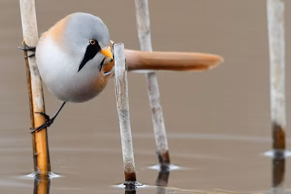 Điều thú vị là chim Bearded Reedling có một tài năng vô cùng đặc biệt nhờ đôi chân mảnh khảnh bám cực chắc.