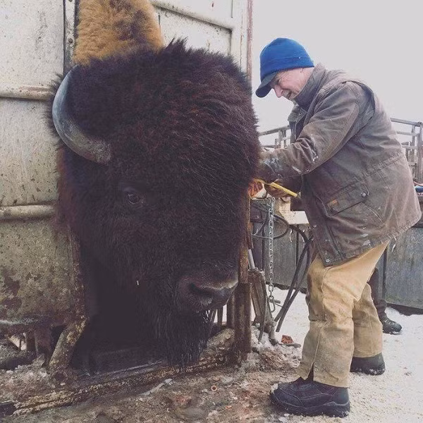 Riêng cái đầu của bò rừng Bison đã vượt kích cỡ của người trưởng thành khi đứng cạnh, đủ hiểu loài động vật khổng lồ này to lớn cỡ nào.