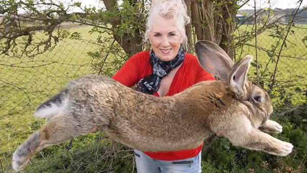 Flemish Giant là giống thỏ thuần dưỡng, có nguồn gốc từ vùng Flemish và có thể nặng tới 12,7kg.
