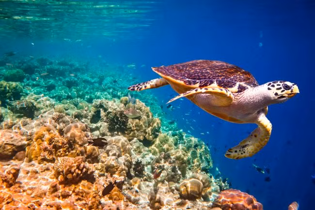 Đồi mồi (rùa biển hawksbill) Sinh sống ở các vùng biển nhiệt đới trên toàn thế giới, rùa đồi mồi đang gặp nguy hiểm dẫn đến tuyệt chủng, do chính con người hay săn bắn chúng để lấy mai rùa. Trong hơn 1 thế kỷ vừa qua, số lượng loài này đã giảm tới 80%, mặc dù đã có không ít nỗ lực của các tổ chức, thành lập công ước Quốc tế về buôn bán các loài động vật hoang dã có nguy cơ tuyệt chủng.