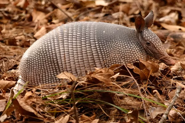 Tê tê armadillos sở hữu bộ vẩy cứng sắc nhọn, có thể giết chết con rắn bằng cách dùng cạnh vẩy cứng cắt đứt thân con rắn.